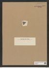 Diatomeae indet. Zeichnungen Sammlung Grunow Nr. 7571 (NHMW-BOT-W0376721)